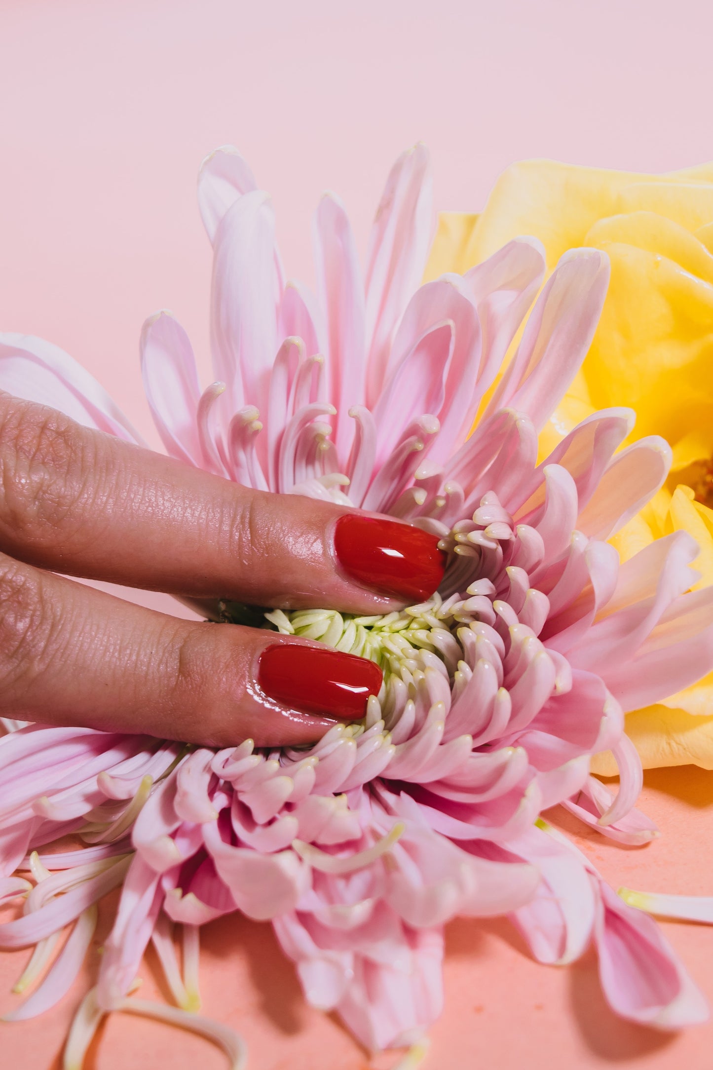 Zwei Finger mit roten Fingernägeln auf rosafarbenen Blüten auf rosa Hintergrund