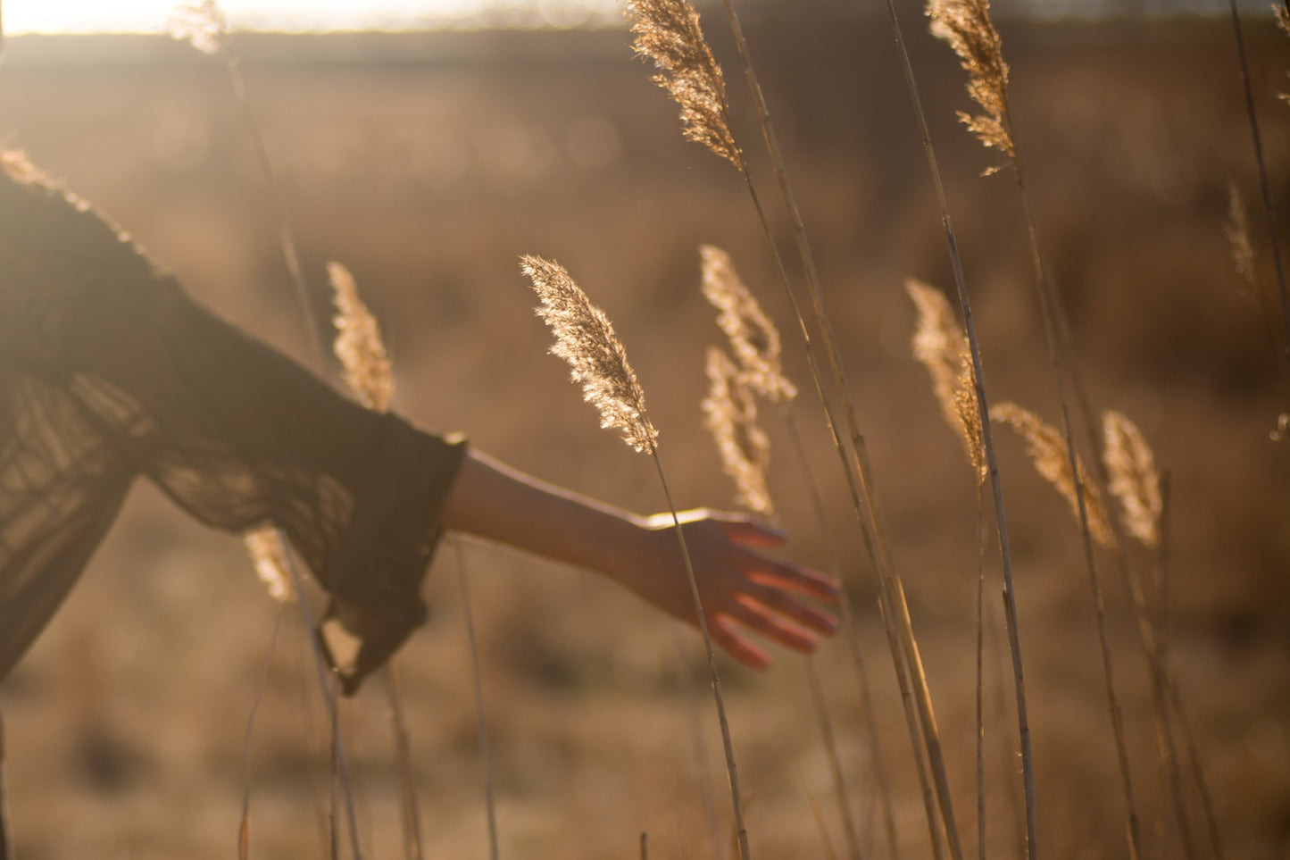 Frauenhand streift Pampasgras im Wind in der Natur 